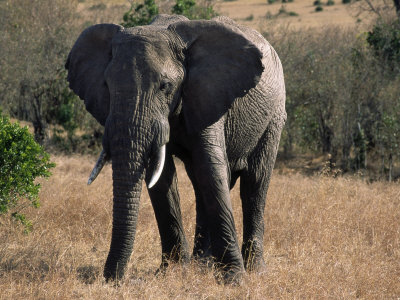 Elephant (Loxodonta) Mara Game Reserve, Kenya by Ralph Reinhold Pricing Limited Edition Print image