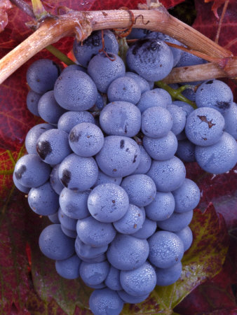Bunch Of Purple Grapes On The Vine by Fogstock Llc Pricing Limited Edition Print image