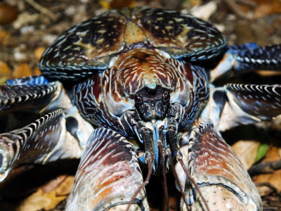 Giant Coconut Crab, Close Up, Zanzibar by Ariadne Van Zandbergen Pricing Limited Edition Print image