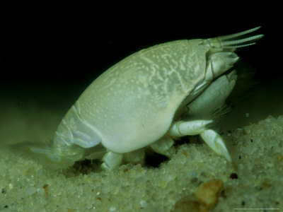 Mole Crab, De, Usa by Gustav Verderber Pricing Limited Edition Print image