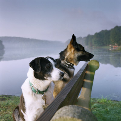 Two Dogs On Bench, Keen Lake, Pa by Peter Ciresa Pricing Limited Edition Print image
