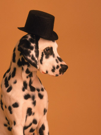 Dalmatian Puppy In Hat by Frank Siteman Pricing Limited Edition Print image