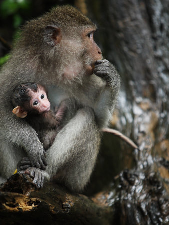 Mother And Baby Monkey At The Monkey Forest by Andrew Brownbill Pricing Limited Edition Print image