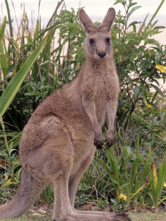 Kangaroo, Australia by Inga Spence Pricing Limited Edition Print image