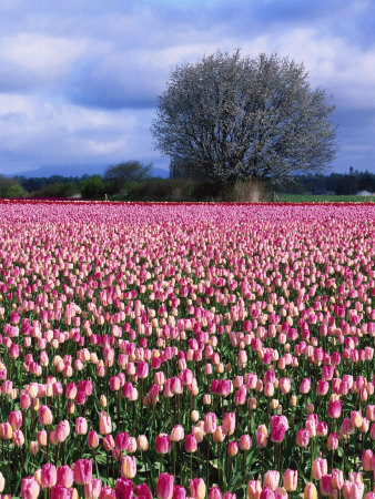 Tulip Field And Cherry Tree, Skagit Valley, Wa by Mark Windom Pricing Limited Edition Print image