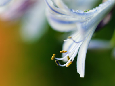Common Agapanthus, Close Up Of Flower Showing Anthers, Howick, South Africa by Roger De La Harpe Pricing Limited Edition Print image