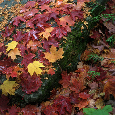 Close-Up Of Fall Foliage On Ground by Karl Neumann Pricing Limited Edition Print image