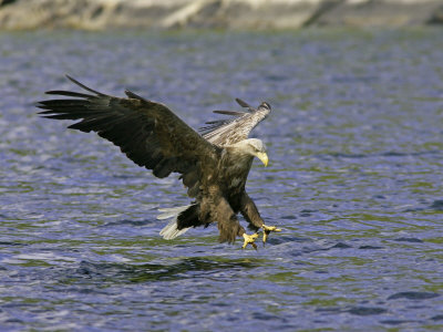 White-Tailed Eagle, Adult Fishing, Norway by Mark Hamblin Pricing Limited Edition Print image