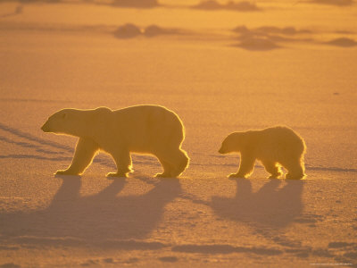 Polar Bear And Cub, Sunset, Wapsuk National Park, Canada by Harry Walker Pricing Limited Edition Print image