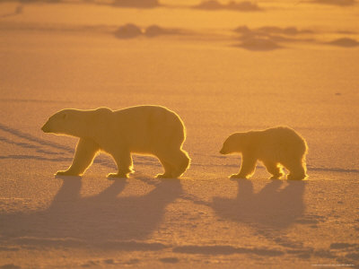 Polar Bear And Cub, Sunset, Wapsuk National Park, Canada by Harry Walker Pricing Limited Edition Print image