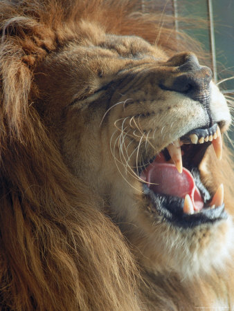 Close-Up Of Lion Yawning by Tony Ruta Pricing Limited Edition Print image