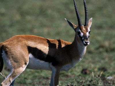 Grant's Gazelle (Gazella Granti) Mara, Kenya by Ralph Reinhold Pricing Limited Edition Print image