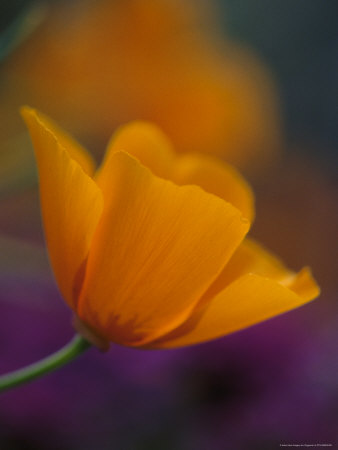 California Golden Poppy by Fogstock Llc Pricing Limited Edition Print image