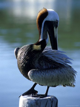 Pelican Standing On A Post by Fogstock Llc Pricing Limited Edition Print image