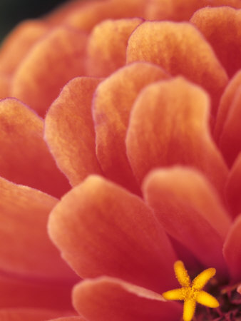 Zinnia Elegans Ruffles Series, Close-Up Of An Orange Flower by Hemant Jariwala Pricing Limited Edition Print image