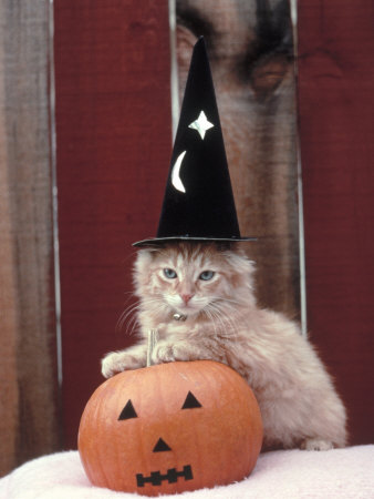 Jack-O-Lantern And Cat Wearing Hat by Ewing Galloway Pricing Limited Edition Print image