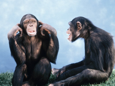 Pair Of Chimpanzees by Richard Stacks Pricing Limited Edition Print image