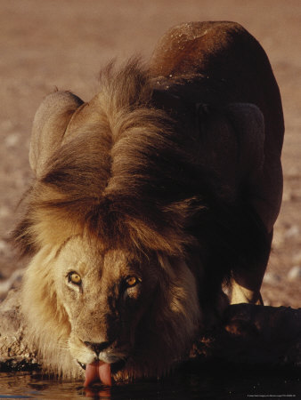 Lion Drinking Water From A Creek by Bonnie Lange Pricing Limited Edition Print image