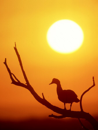 Muscovy Duck, Silhouette, Mexico by Patricio Robles Gil Pricing Limited Edition Print image