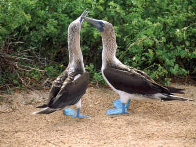 Blue Footed Boobies Mating, Galapagos Islands by Charles Cangialosi Pricing Limited Edition Print image