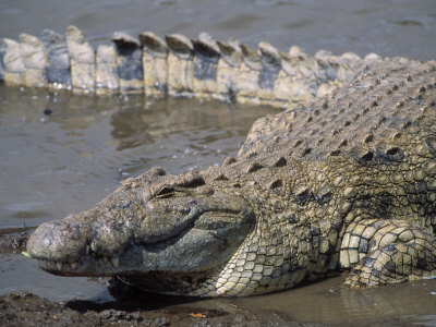 Nile Crocodile (Crocodylus Niloticus), Mara, Kenya by Ralph Reinhold Pricing Limited Edition Print image