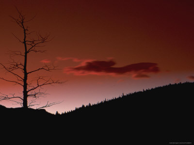 Silhouetted Dead Tree And Sunrise by David Ennis Pricing Limited Edition Print image