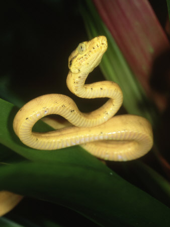 Amazon Tree Boa, Corallus Enydris Enydris, South America by Brian Kenney Pricing Limited Edition Print image