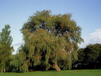 Golden Weeping Willow by Kidd Geoff Pricing Limited Edition Print image