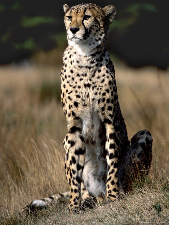 Cheetah Sitting In The Grass by Robert Ginn Pricing Limited Edition Print image