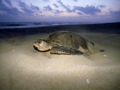Pacific Ridley Sea Turtle On Beach, Mexico by Patricio Robles Gil Pricing Limited Edition Print image