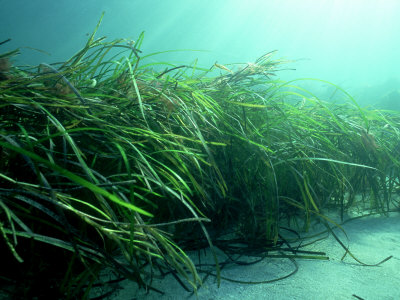 Eelgrass, Zostera Marina, South Uist, Scotland by Sue Scott Pricing Limited Edition Print image