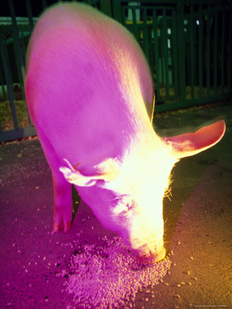 Piggy Pig by Fogstock Llc Pricing Limited Edition Print image