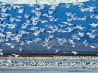 Flocks Of Birds In The Air And On The Water by Fogstock Llc Pricing Limited Edition Print image