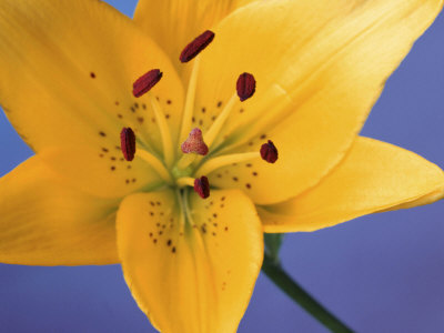 Yellow Lilium by Jan Ceravolo Pricing Limited Edition Print image