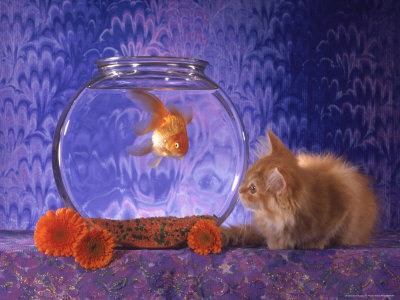 Kitten Looking At Fish In Fish Bowl by Richard Stacks Pricing Limited Edition Print image