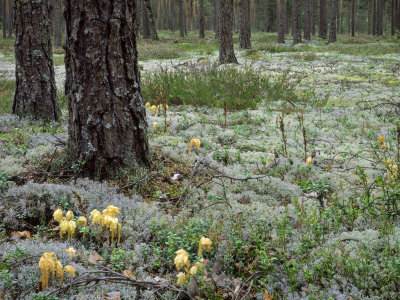 Montropa Hypopitys, South Finland by Heikki Nikki Pricing Limited Edition Print image