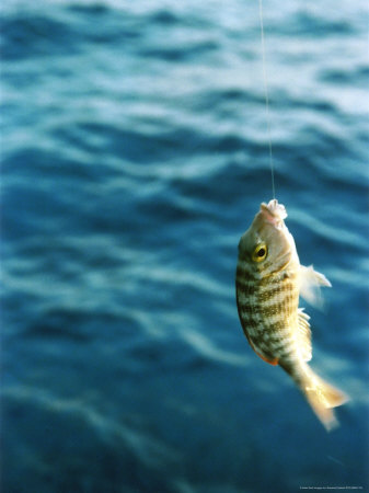 Fish, Southern Egypt by Susanne Friedrich Pricing Limited Edition Print image