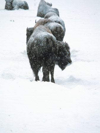 American Bison, Buffalo by Donald Higgs Pricing Limited Edition Print image