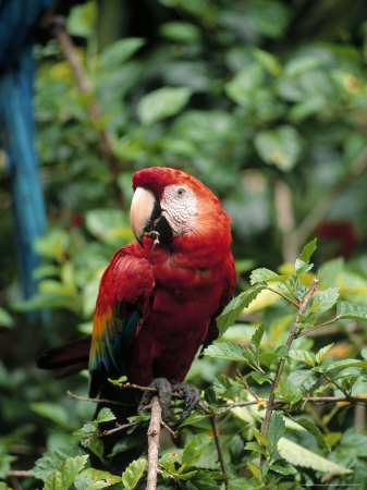 Macaw On Branch, Amazon by Inga Spence Pricing Limited Edition Print image