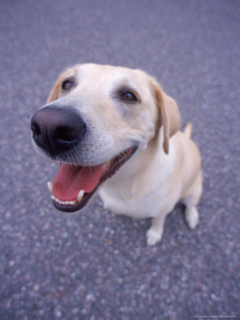 Labrador Retriever Looking Up by Wallace Garrison Pricing Limited Edition Print image