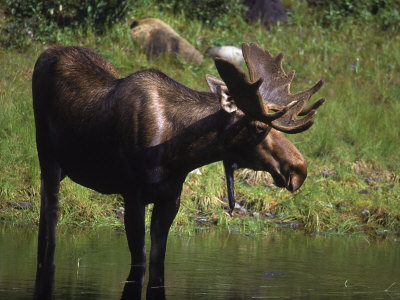 Moose In Habitat, Denali National Park, Ak by Frank Staub Pricing Limited Edition Print image