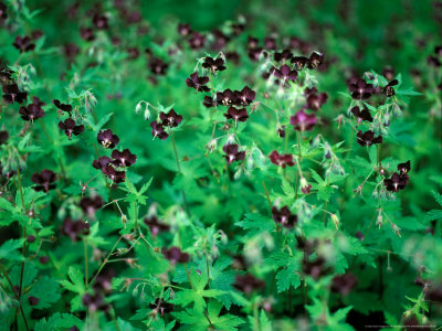 Geranium Phaeum, Close-Up Of Flowers And Foliage by Pernilla Bergdahl Pricing Limited Edition Print image