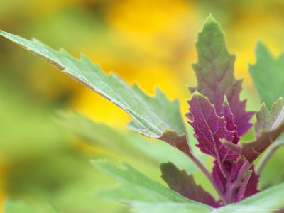 Atriplex Hortensis Var Rubra (Purple Orache), Close-Up Of Purple Foliage by Hemant Jariwala Pricing Limited Edition Print image