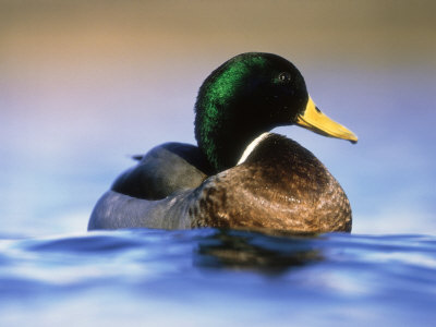 Mallard, Drake From Water Level by Niall Benvie Pricing Limited Edition Print image