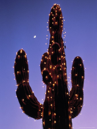 Wickenberg Cactus With Lights, Az by Jeff Greenberg Pricing Limited Edition Print image