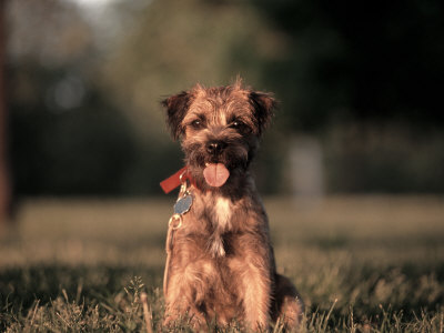 Terrier Puppy by Frank Siteman Pricing Limited Edition Print image