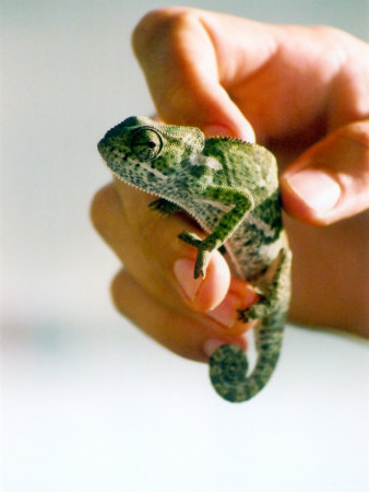 Hand Holding Chameleon, Kruger National Park, South Africa by Susanne Friedrich Pricing Limited Edition Print image