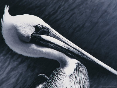 Profile Of A Stork by Vic Bider Pricing Limited Edition Print image