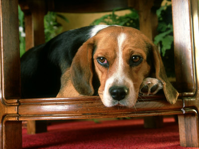 Beagle Relaxing by Alan And Sandy Carey Pricing Limited Edition Print image