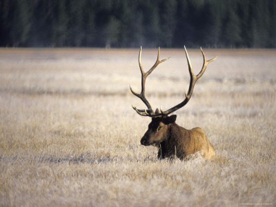 Five Point Elk Sitting In A Field by Fogstock Llc Pricing Limited Edition Print image